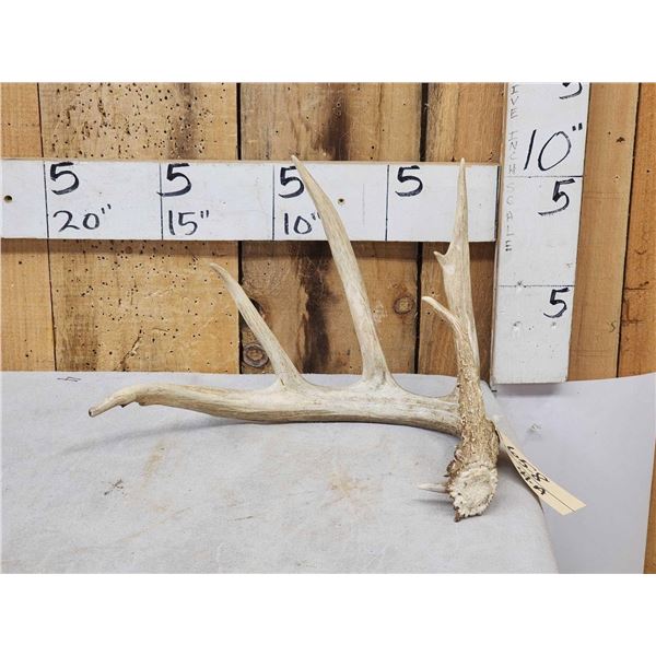 78 2/8" Wild Kansas Whitetail Shed Antler