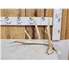 Image 1 : 78 2/8" Wild Kansas Whitetail Shed Antler