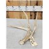 Image 2 : 78 2/8" Wild Kansas Whitetail Shed Antler