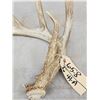 Image 3 : 78 2/8" Wild Kansas Whitetail Shed Antler