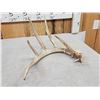 Image 4 : 78 2/8" Wild Kansas Whitetail Shed Antler