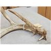 Image 5 : 78 2/8" Wild Kansas Whitetail Shed Antler