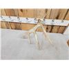 Image 6 : 78 2/8" Wild Kansas Whitetail Shed Antler