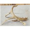 Image 7 : 78 2/8" Wild Kansas Whitetail Shed Antler