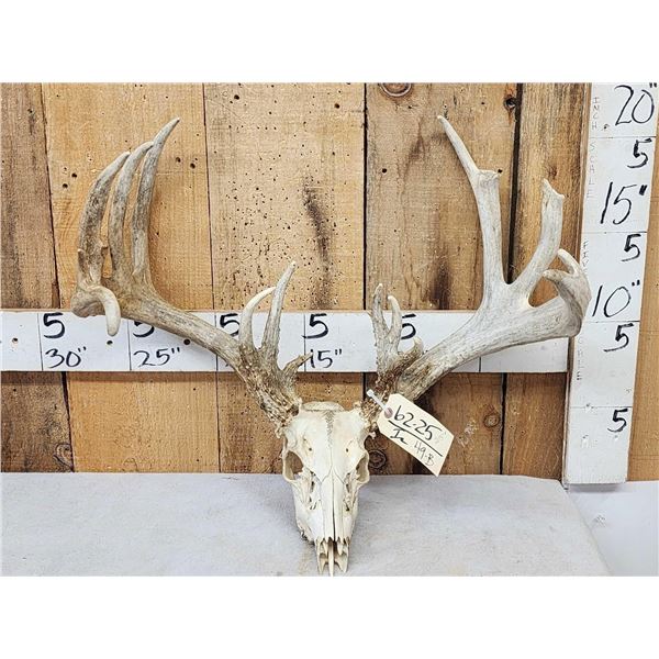 205" Whitetail Antlers On Skull