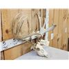 Image 2 : 205" Whitetail Antlers On Skull