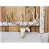 Image 4 : 205" Whitetail Antlers On Skull