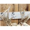 Image 5 : 205" Whitetail Antlers On Skull
