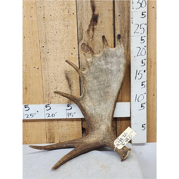 10.2 Lbs Alaskan Moose Shed Antler
