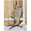 Image 1 : 10.2 Lbs Alaskan Moose Shed Antler