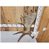 Image 2 : 10.2 Lbs Alaskan Moose Shed Antler