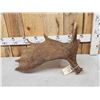 Image 3 : 10.2 Lbs Alaskan Moose Shed Antler