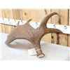 Image 4 : 10.2 Lbs Alaskan Moose Shed Antler