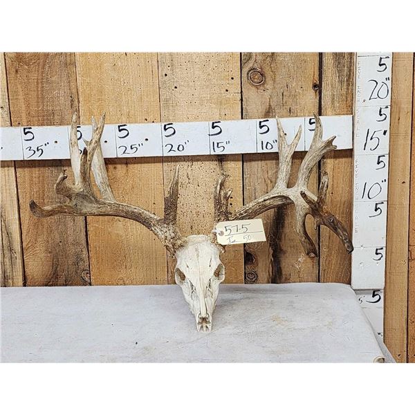 Big Nontypical Whitetail Antlers On Skull