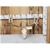 Image 1 : Big Nontypical Whitetail Antlers On Skull