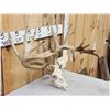 Image 3 : Big Nontypical Whitetail Antlers On Skull