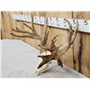 Image 4 : Big Nontypical Whitetail Antlers On Skull