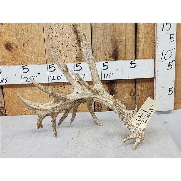 141" Self Standing Whitetail Shed Antler