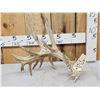 Image 1 : 141" Self Standing Whitetail Shed Antler