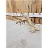 Image 2 : 141" Self Standing Whitetail Shed Antler