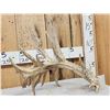 Image 3 : 141" Self Standing Whitetail Shed Antler