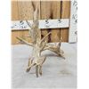 Image 4 : 141" Self Standing Whitetail Shed Antler