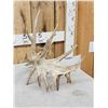Image 5 : 141" Self Standing Whitetail Shed Antler