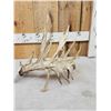 Image 6 : 141" Self Standing Whitetail Shed Antler