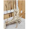 Image 7 : 141" Self Standing Whitetail Shed Antler