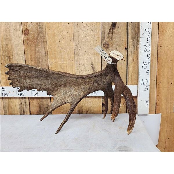 BIG 16.6 Self Standing Alaskan Moose Antler Paddle