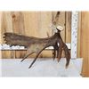 Image 1 : BIG 16.6 Self Standing Alaskan Moose Antler Paddle