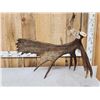 Image 2 : BIG 16.6 Self Standing Alaskan Moose Antler Paddle