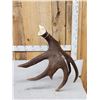 Image 3 : BIG 16.6 Self Standing Alaskan Moose Antler Paddle