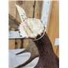Image 4 : BIG 16.6 Self Standing Alaskan Moose Antler Paddle
