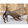 Image 6 : BIG 16.6 Self Standing Alaskan Moose Antler Paddle