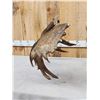 Image 7 : BIG 16.6 Self Standing Alaskan Moose Antler Paddle
