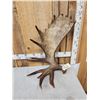 Image 8 : BIG 16.6 Self Standing Alaskan Moose Antler Paddle