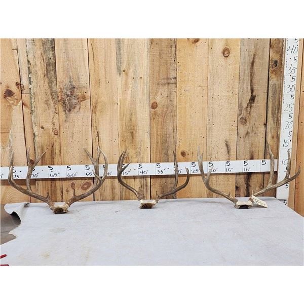 3 Sets Of Mule Deer Antlers On Skull Plate