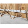 Image 3 : 3 Sets Of Mule Deer Antlers On Skull Plate