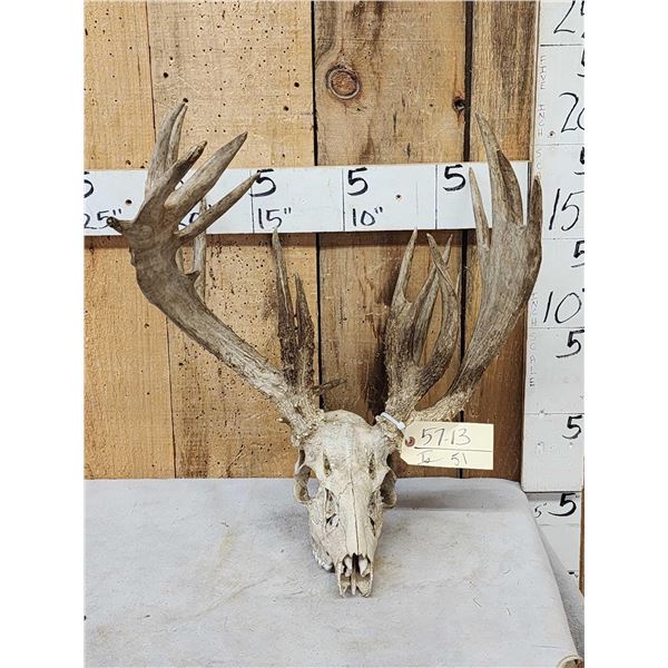 Big Freak Nontypical Whitetail Antlers On Skull
