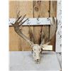 Image 1 : Big Freak Nontypical Whitetail Antlers On Skull