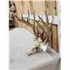 Image 2 : Big Freak Nontypical Whitetail Antlers On Skull