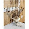 Image 3 : Big Freak Nontypical Whitetail Antlers On Skull