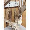 Image 4 : Big Freak Nontypical Whitetail Antlers On Skull
