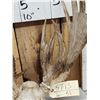 Image 5 : Big Freak Nontypical Whitetail Antlers On Skull
