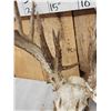 Image 6 : Big Freak Nontypical Whitetail Antlers On Skull