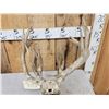Image 7 : Big Freak Nontypical Whitetail Antlers On Skull