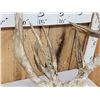 Image 8 : Big Freak Nontypical Whitetail Antlers On Skull