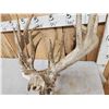 Image 9 : Big Freak Nontypical Whitetail Antlers On Skull