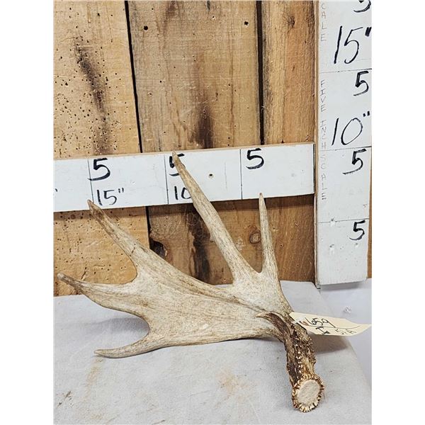 79 4/8" Whitetail Shed Antler